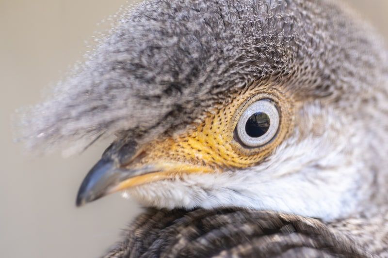 2025-04 Skampypictures